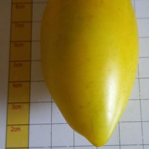 Gelbe San Marzano.jpg