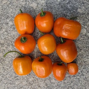 20250820_Rocoto Marlene.JPG