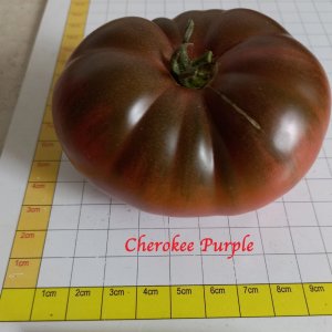 Cherokee Purple.jpg