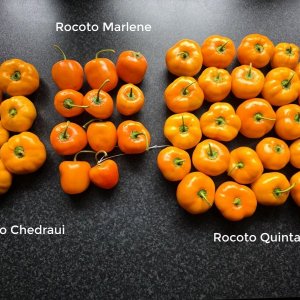 20250904_Rocoto-Ernte.jpg