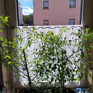 Chiltepin 160925 01.jpg