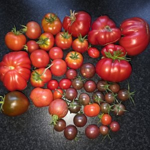20250918_Tomatenernte.JPG