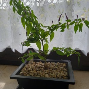 Thaiviolett F4 gedrahtet.jpg