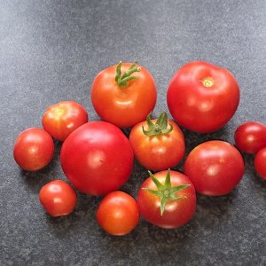 20251008_Tomaten.JPG