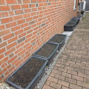 20251012_Tomatenwand.JPG