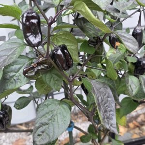 20251013_VSRP Poblano Black2.JPG