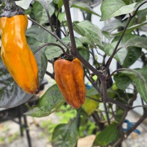 20251013_VSRP Poblano Black3.JPG