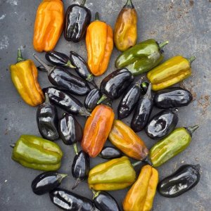 20251104_VSRP Oblano Black.JPG