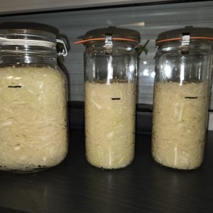 20251105_Fermentation Sauerkraut.JPG
