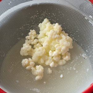 20251129_Kefir1.JPG