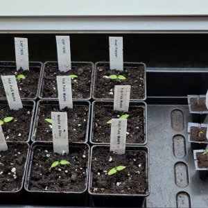 20260104_Erstes Topfen.JPG