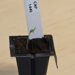 20260116_CAP 1445.JPG