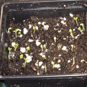 20260123_Griechisches Basilikum.JPG