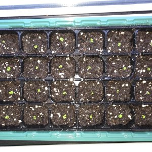 20260205_Griechisches Basilikum.JPG