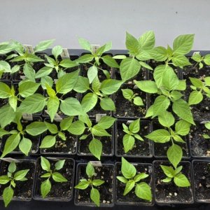 20260212_Chilis aktuell.JPG