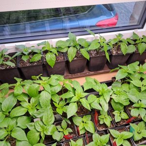 Untersetzer 80cm.jpg