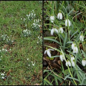 20260223-Schneeglöckchen.jpg