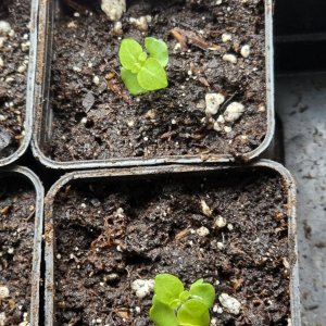 20260228_Griechisches Basilikum.JPG