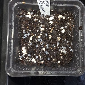 20260228_Mor Reyhan Basilikum.JPG