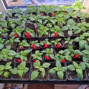 Chili Küche 010326 01.jpg