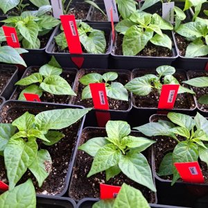 Chinensen 010326.jpg