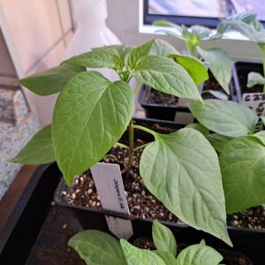 Jalapeño El Jefe 010326.jpg