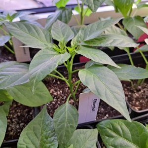 Stromboli 010326.jpg