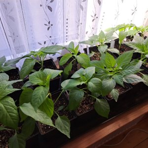 GZ Chilis links  010326.jpg