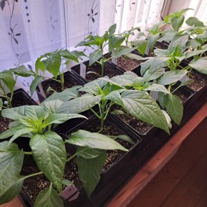 GZ Chilis rechts  010326.jpg