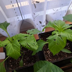 Testpflanzen Katzengrasersatz 01.jpg