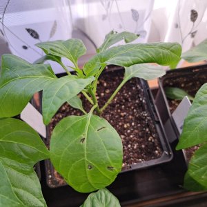 Testpflanzen Katzengrasersatz 02.jpg