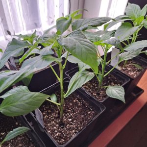 Kampanaki 010326.jpg