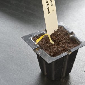 20260307_Rocoto Big Brown.JPG