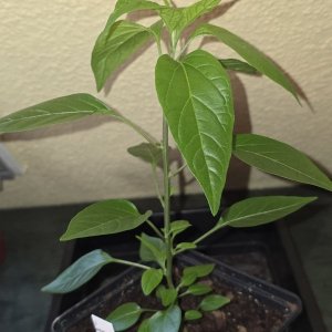 20260314_CAP 872.jpg