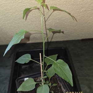 20260314_CAP 1445.jpg