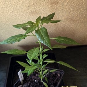 20260314_CAP 1639.jpg