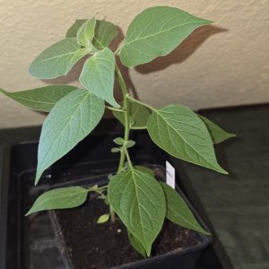 20260314_Cumari Pollux.jpg