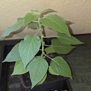 20260314_Goat Pepper.jpg