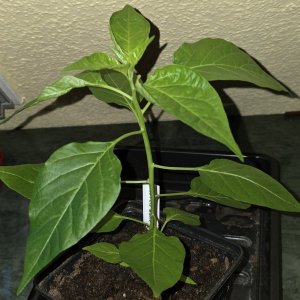 20260314_Hijo Puta Madre.jpg