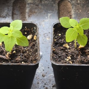 20260316_Griechisches Basilikum.JPG