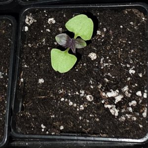 Medium '20260323_Mor Reyhan Basilikum.JPG' im Album 'Moppeliwans Tomaten und Co. 2026'