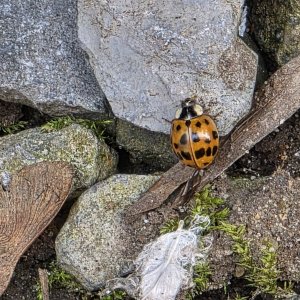 20260323_Marienkäfer.JPG