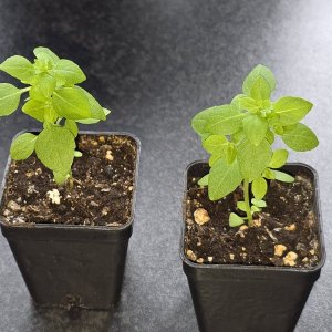 20260331_Griechisches Basilikum.JPG