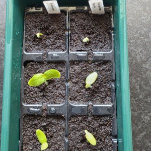 Medium '20260401_Gurken.JPG' im Album 'Moppeliwans Tomaten und Co. 2026'