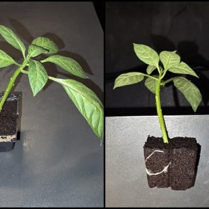 20260404_Rocoto Marlene.jpg