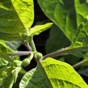 20260405_Naga Morich.JPG