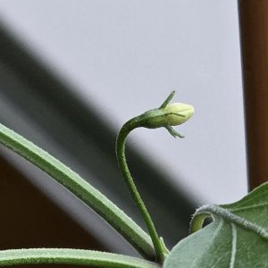 20260405_CAP 1445.JPG