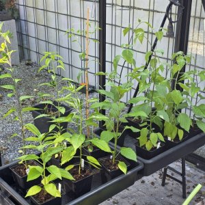 20260415_Chili im GWH.JPG