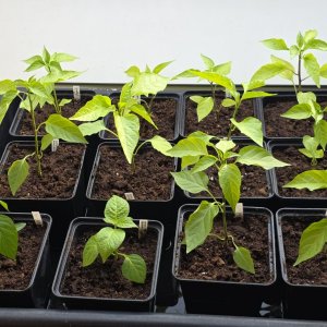 20260417_C. annuum.JPG