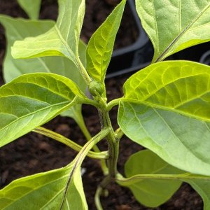 20260417_Anaheim Berbere Mustard.JPG